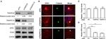 TRAPPC8 Antibody in Western Blot (WB)