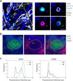 CD20 Antibody in Immunocytochemistry (ICC/IF)