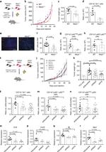 CD3e Antibody in Flow Cytometry (Flow)