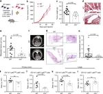 CD8a Antibody in Flow Cytometry (Flow)