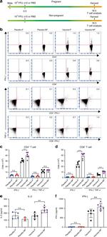 IFN gamma Antibody in Flow Cytometry (Flow)