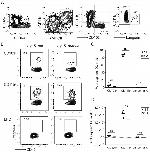 CD103 (Integrin alpha E) Antibody in Flow Cytometry (Flow)