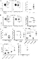 IL-1 beta (Pro-form) Antibody in Flow Cytometry (Flow)