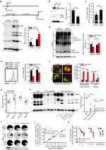 CD28 Antibody in T-Cell Activation (TCA)