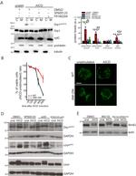 CD3 Antibody in T-Cell Activation (TCA)