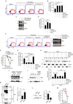 CD3 Antibody in T-Cell Activation (TCA)