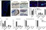 NK1.1 Antibody in Flow Cytometry (Flow)