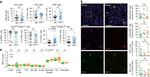 CD3 Antibody in Immunohistochemistry (Frozen) (IHC (F))