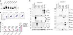 CD3 Antibody in Western Blot, Immunoprecipitation (WB, IP)