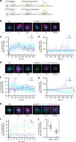 CD28 Antibody in T-Cell Activation (TCA)