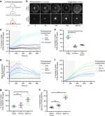 CD28 Antibody in T-Cell Activation (TCA)