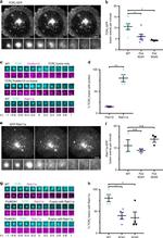 CD28 Antibody in T-Cell Activation (TCA)