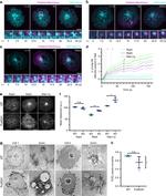 CD28 Antibody in T-Cell Activation (TCA)