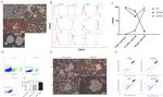 CD19 Antibody in Flow Cytometry (Flow)