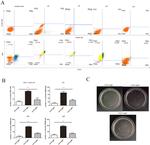 CD19 Antibody in Flow Cytometry (Flow)