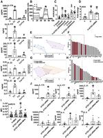 CD28 Antibody in T-Cell Activation (TCA)