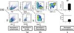 CD19 Antibody in Flow Cytometry (Flow)