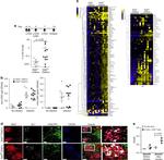 CD8a Antibody in Flow Cytometry (Flow)