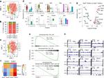 CD8a Antibody in Flow Cytometry (Flow)