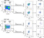 CD4 Antibody in Flow Cytometry (Flow)