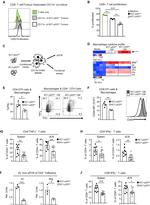 CD44 Antibody in Flow Cytometry (Flow)