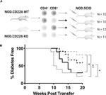 CD8a Antibody in Flow Cytometry (Flow)