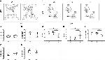 CD8a Antibody in Flow Cytometry (Flow)