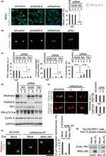 PLK1 Antibody in Immunocytochemistry (ICC/IF)