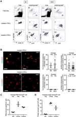 CD8 alpha Antibody in Flow Cytometry (Flow)