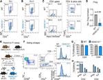 CD8a Antibody in Flow Cytometry (Flow)