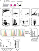 CD34 Antibody in Flow Cytometry (Flow)