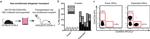 CD8a Antibody in Flow Cytometry (Flow)