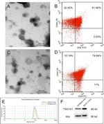 CD63 Antibody in Flow Cytometry (Flow)