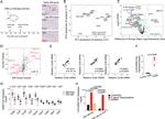 CD8a Antibody in Immunohistochemistry (IHC)