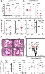 Ly-6G/Ly-6C Antibody in Flow Cytometry (Flow)