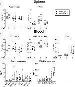 CD11b Antibody in Flow Cytometry (Flow)