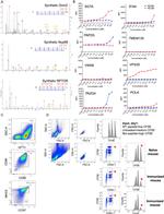 CD86 (B7-2) Antibody in Flow Cytometry (Flow)