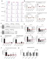 CD64 Antibody in Flow Cytometry (Flow)