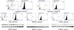 CD20 Antibody in Western Blot (WB)