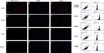 CD20 Antibody in Immunocytochemistry, Flow Cytometry (ICC/IF, Flow)