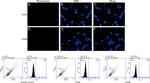 CD20 Antibody in Immunocytochemistry (ICC/IF)