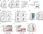 BrdU Antibody in Flow Cytometry (Flow)