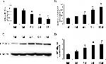 GPNMB Antibody in Western Blot (WB)