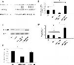 GPNMB Antibody in Western Blot (WB)