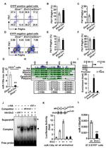 CD31 (PECAM-1) Antibody in Flow Cytometry (Flow)