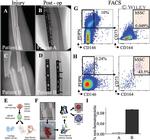 Podoplanin Antibody in Flow Cytometry (Flow)