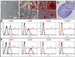 CD90 (Thy-1) Antibody in Flow Cytometry (Flow)