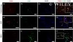 CD34 Antibody in Immunocytochemistry (ICC/IF)