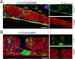 CD34 Antibody in Immunocytochemistry, Immunohistochemistry (ICC/IF, IHC)