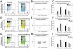 Ly-6A/E (Sca-1) Antibody in Flow Cytometry (Flow)